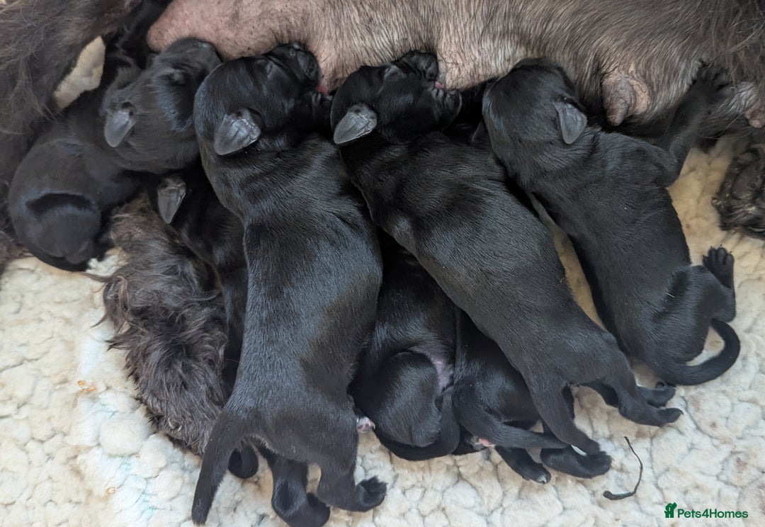 Miniature Schnauzer dogs for sale: Fully Health Tested,KC reg'd  Mini Schnauzer pups - Image 6