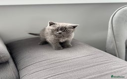 British Shorthair cats for sale: British Shorthair kittens  - Image 13