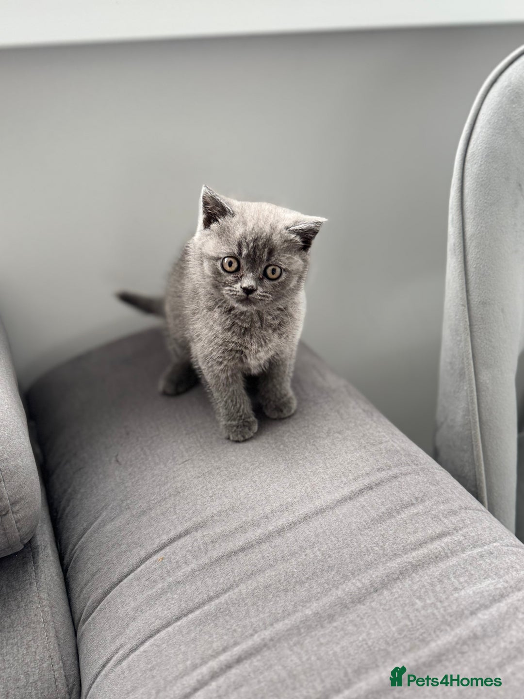 British Shorthair cats for sale: British Shorthair kittens  - Image 13