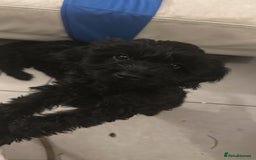 Cavapoo dogs for sale: REDUCED Black/Red Cavapoo therapy pups for sale  - Image 4