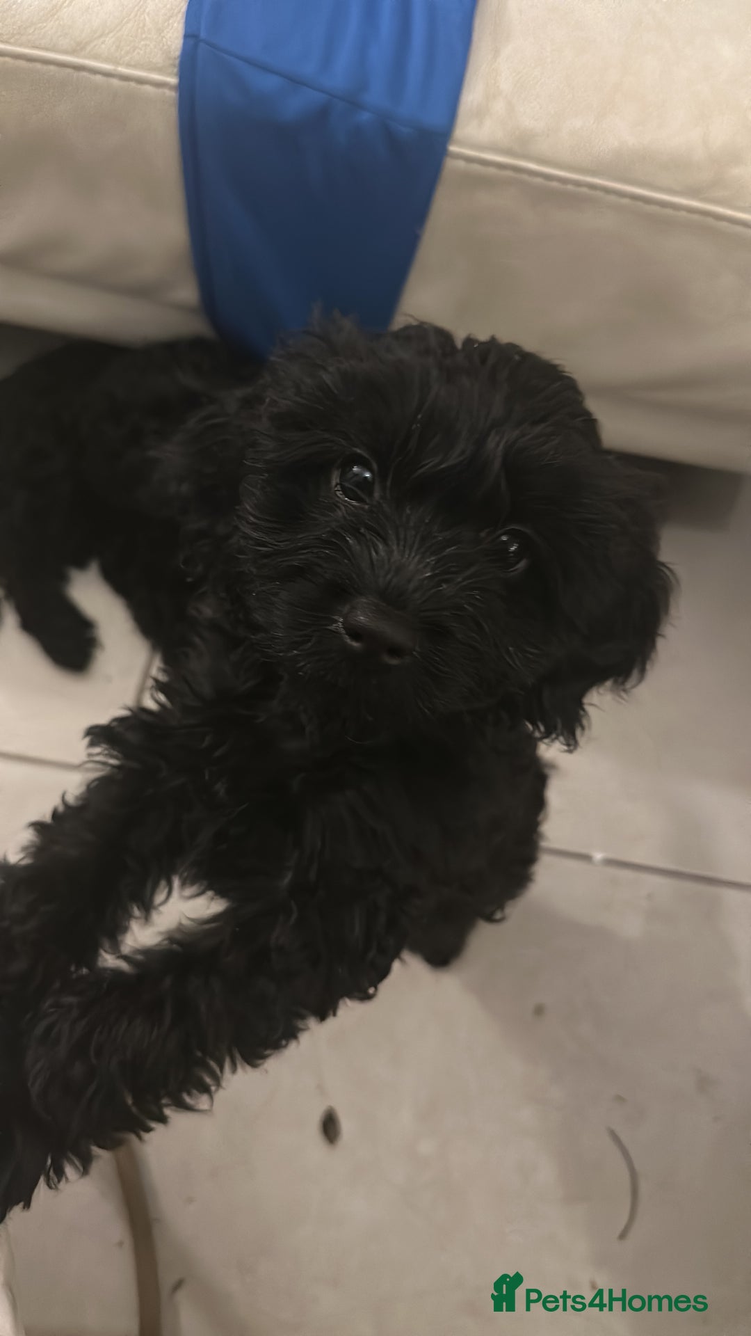 Cavapoo dogs for sale: REDUCED Black/Red Cavapoo therapy pups for sale  - Image 4