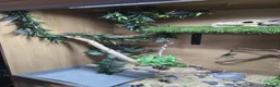 Corn Snake reptiles for sale: Corn Snake + Full Setup - Advert 7