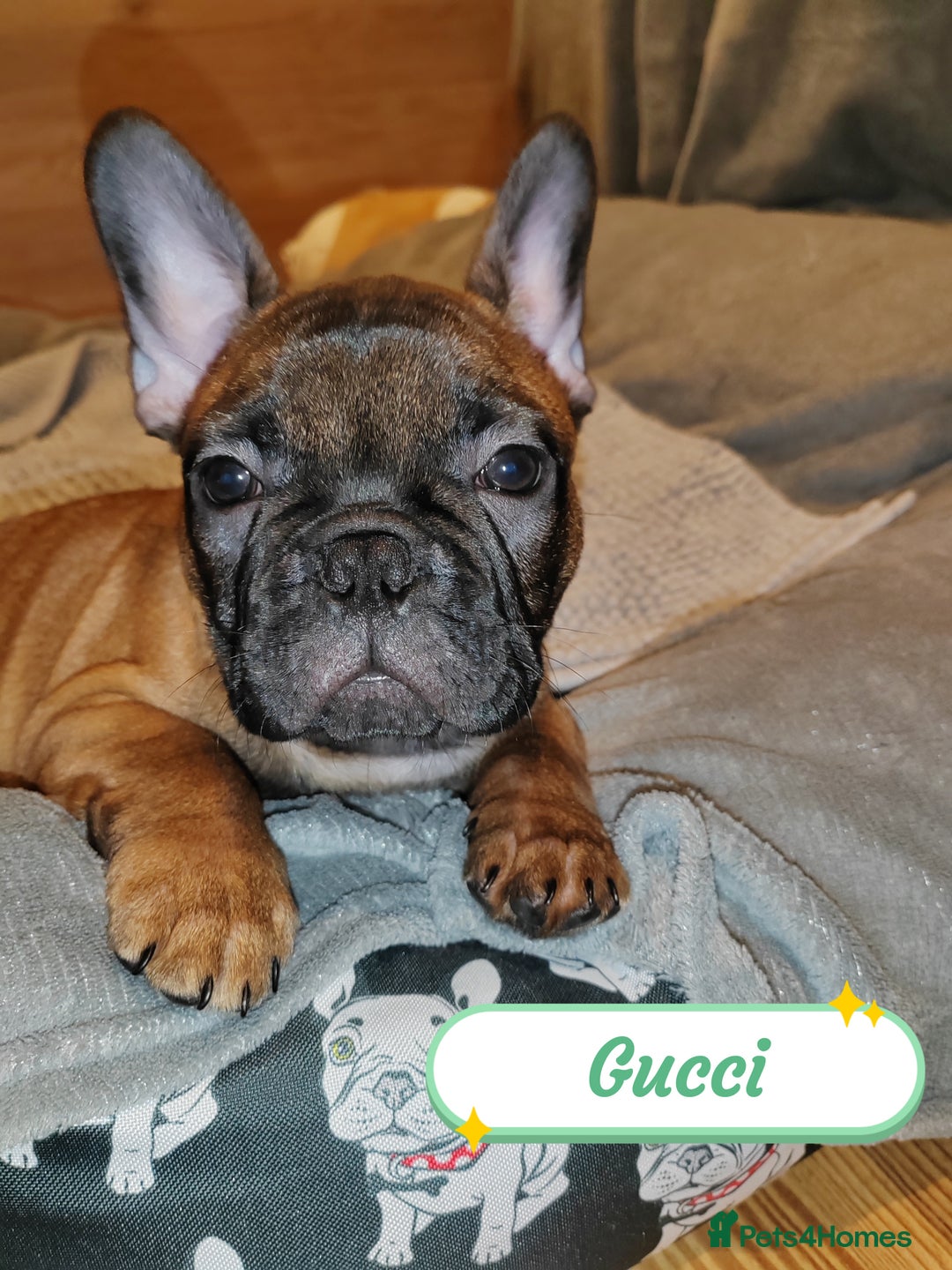 French Bulldog dogs for sale: 🌟 Beautiful French Bulldog Puppies  - Advert 16