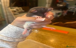 Rat rodents for sale: Dumbo x Fancy Rats  - Image 3