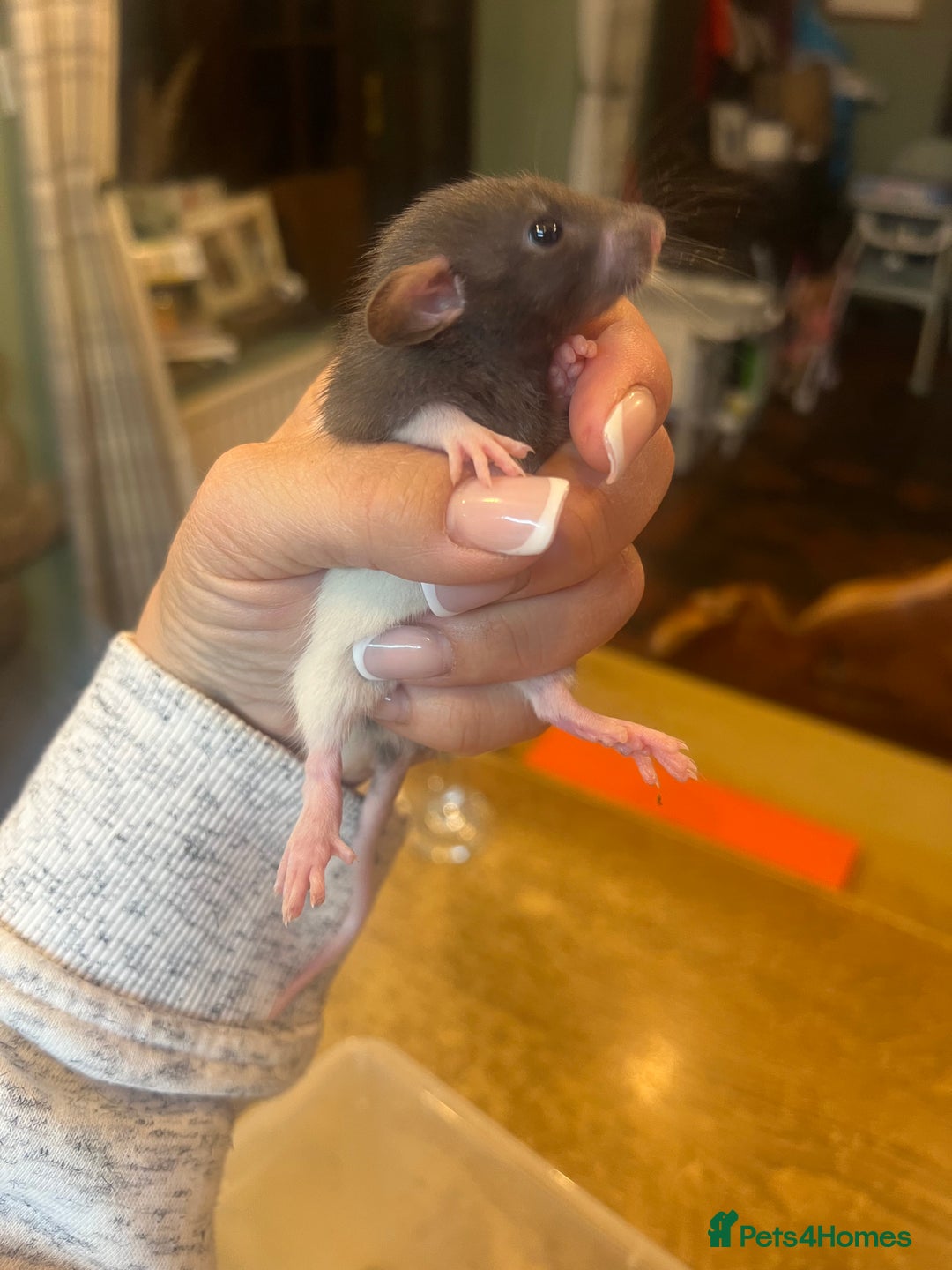 Rat rodents for sale: Dumbo x Fancy Rats  - Image 3