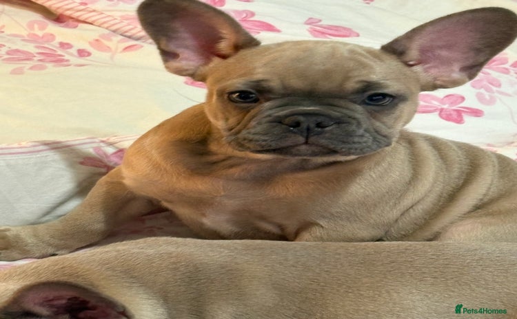 French Bulldog dogs - Advert 8