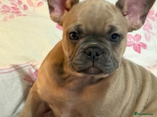 French Bulldog dogs French bulldog puppies for sale - Advert 8