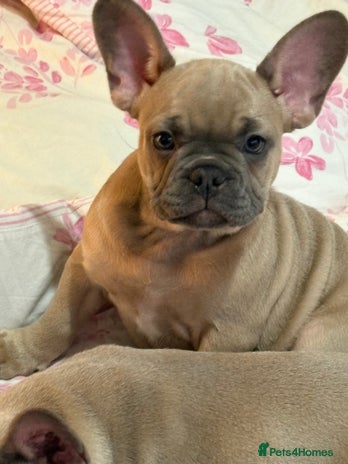 French Bulldog dogs - Advert 8