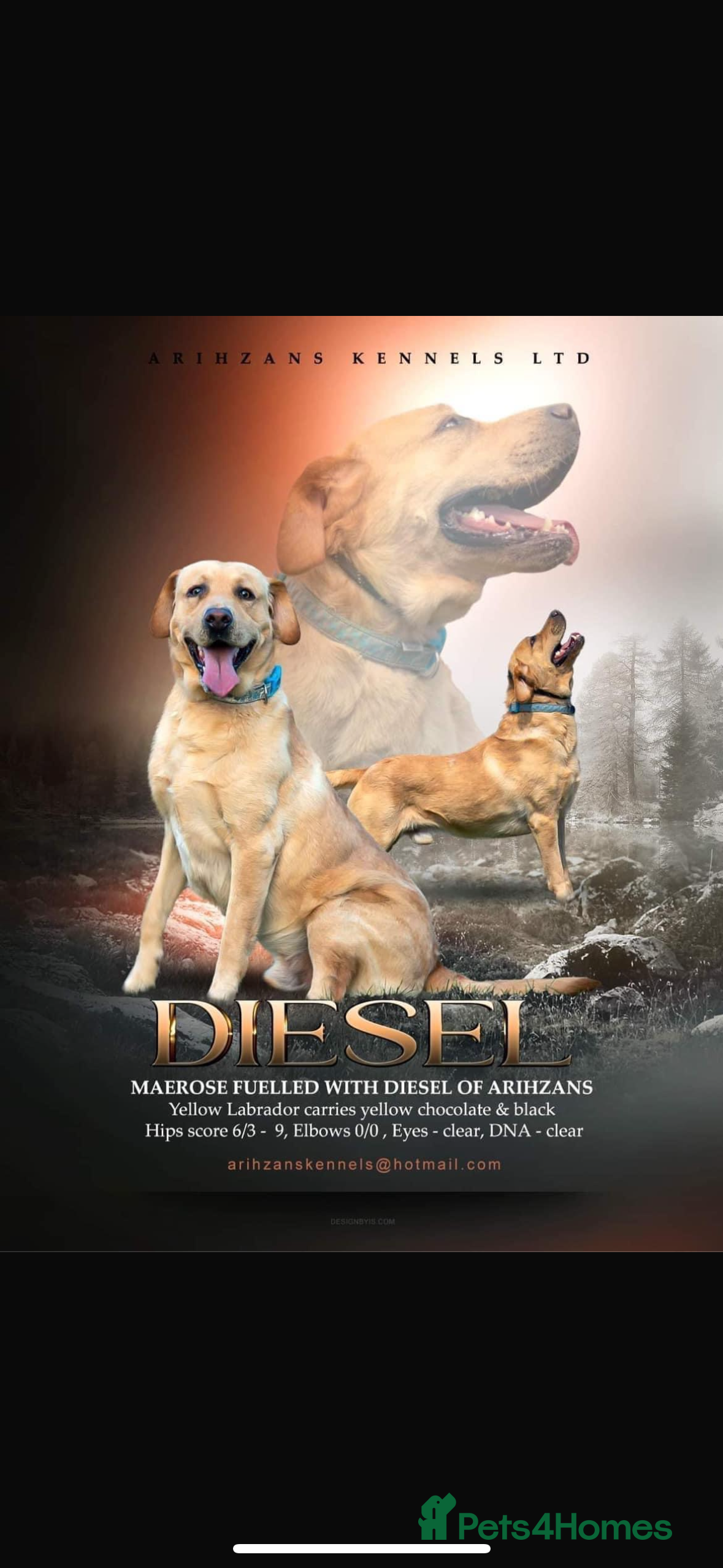 Labrador Retriever dogs KC REGISTERED LABRADOR FOR STUD ONLY  - Advert 2