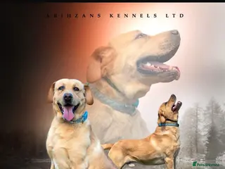 Labrador Retriever dogs KC REGISTERED LABRADOR FOR STUD ONLY - Advert 2