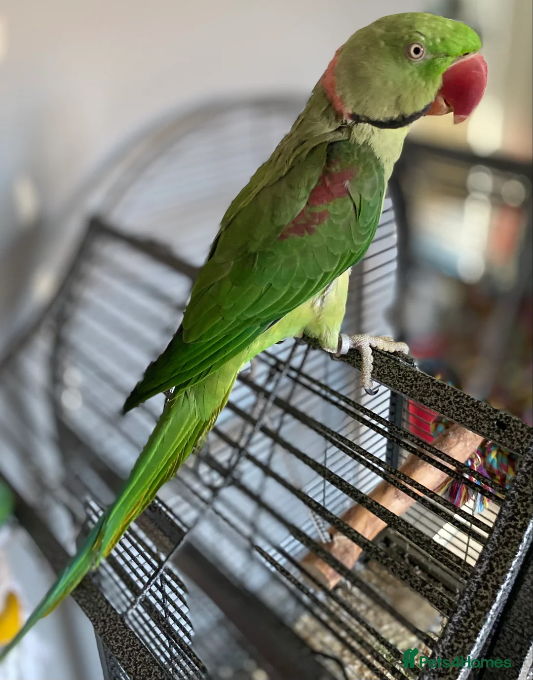 Parrots birds for sale: Parrot male alexandrine  - Advert 2