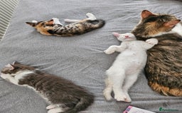 Maine Coon cats for sale: Beautiful kittens  - Image 1