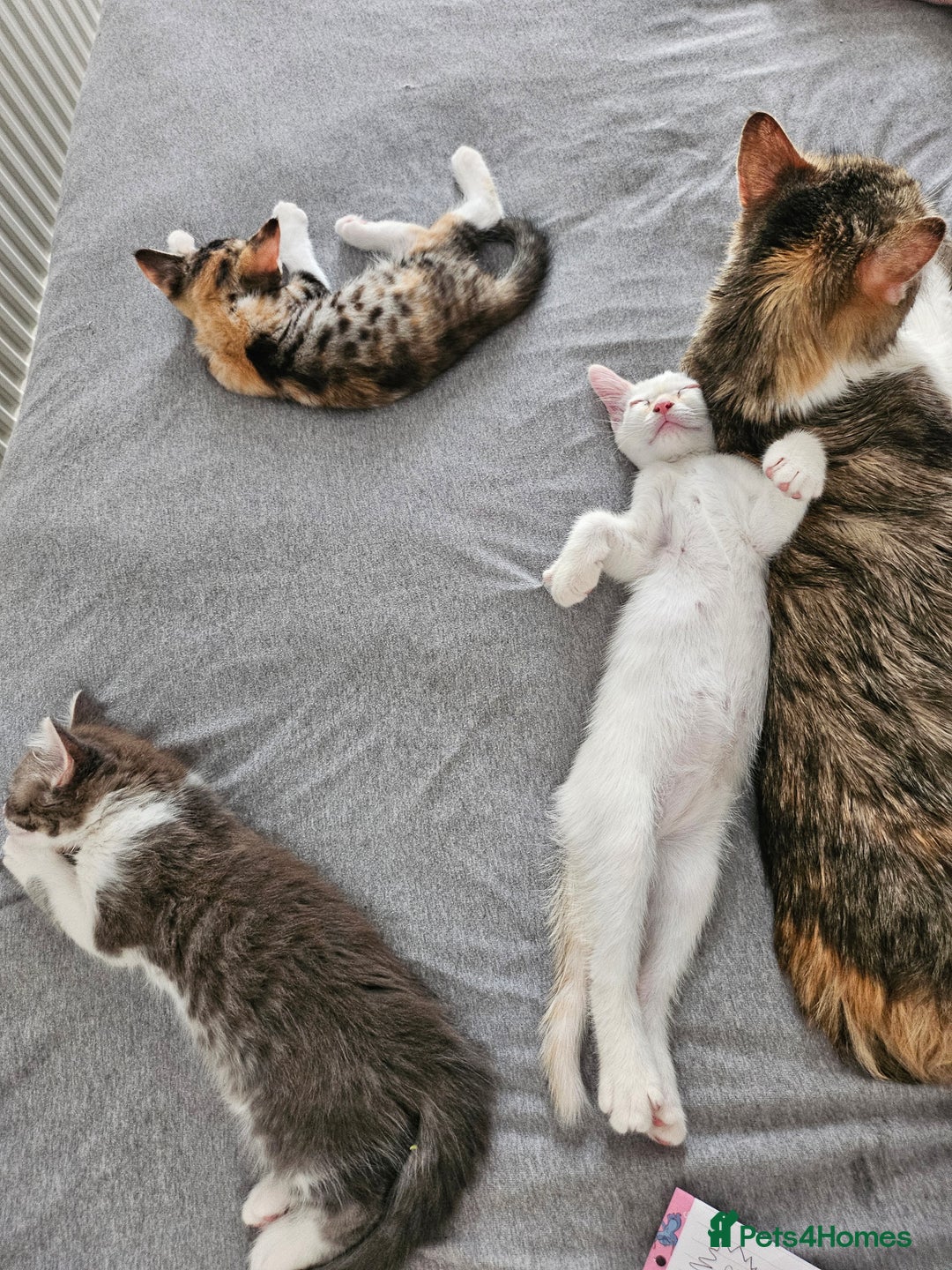Maine Coon cats for sale: Beautiful kittens  - Image 1