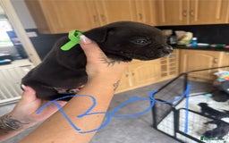 Mixed Breed dogs for sale: Cane Corso x American Bulldog puppies  - Image 7