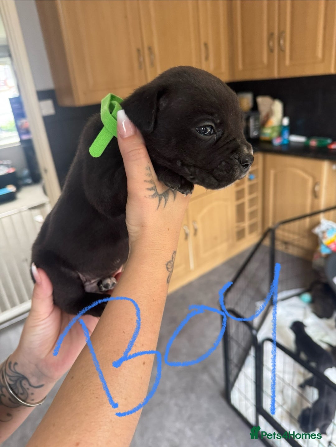 Mixed Breed dogs for sale: Cane Corso x American Bulldog puppies  - Image 7