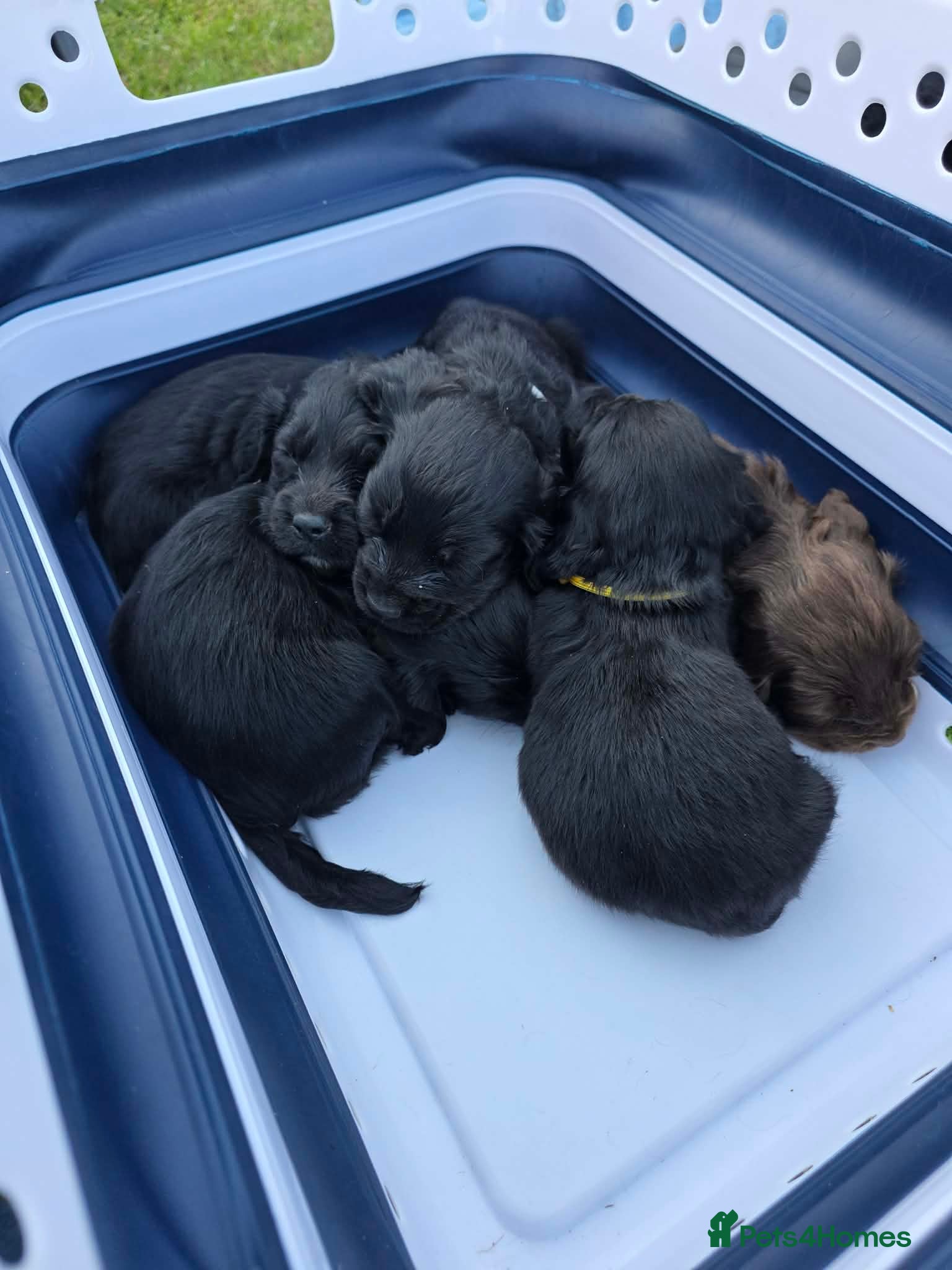 Cocker Spaniel dogs Beautiful cocker spaniel puppy’s  - Advert 1