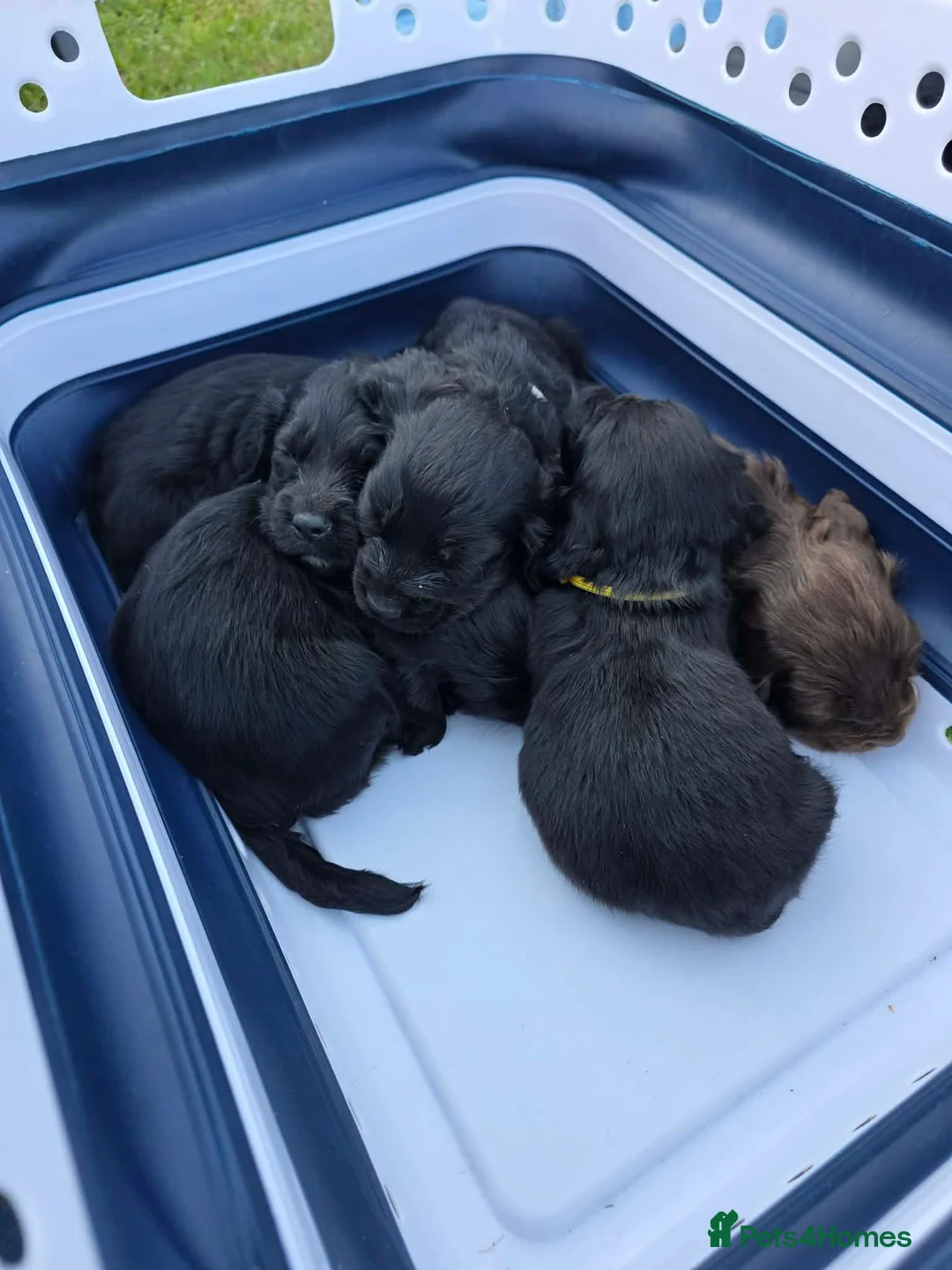 Cocker Spaniel dogs for sale: Beautiful cocker spaniel puppy’s  in Liskeard - Advert 1