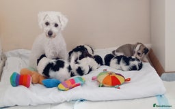 Mixed Breed dogs for sale: Adorable puppies  - Image 1