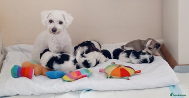 Mixed Breed dogs - Advert 1