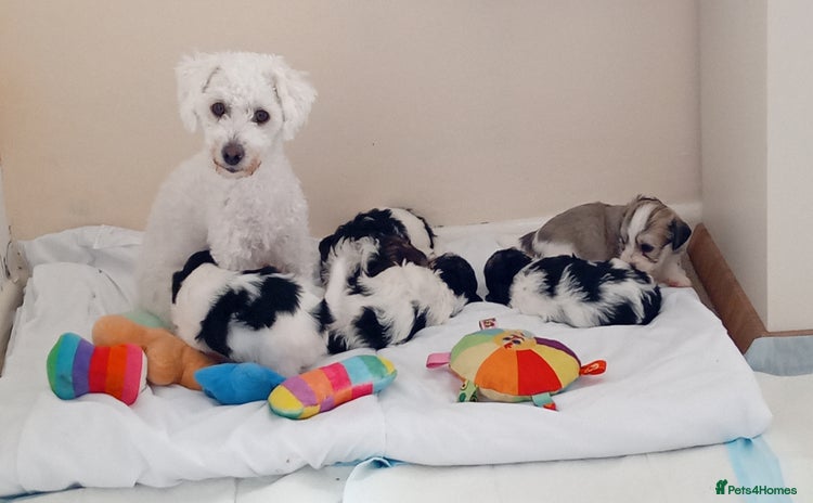 Mixed Breed dogs - Advert 2