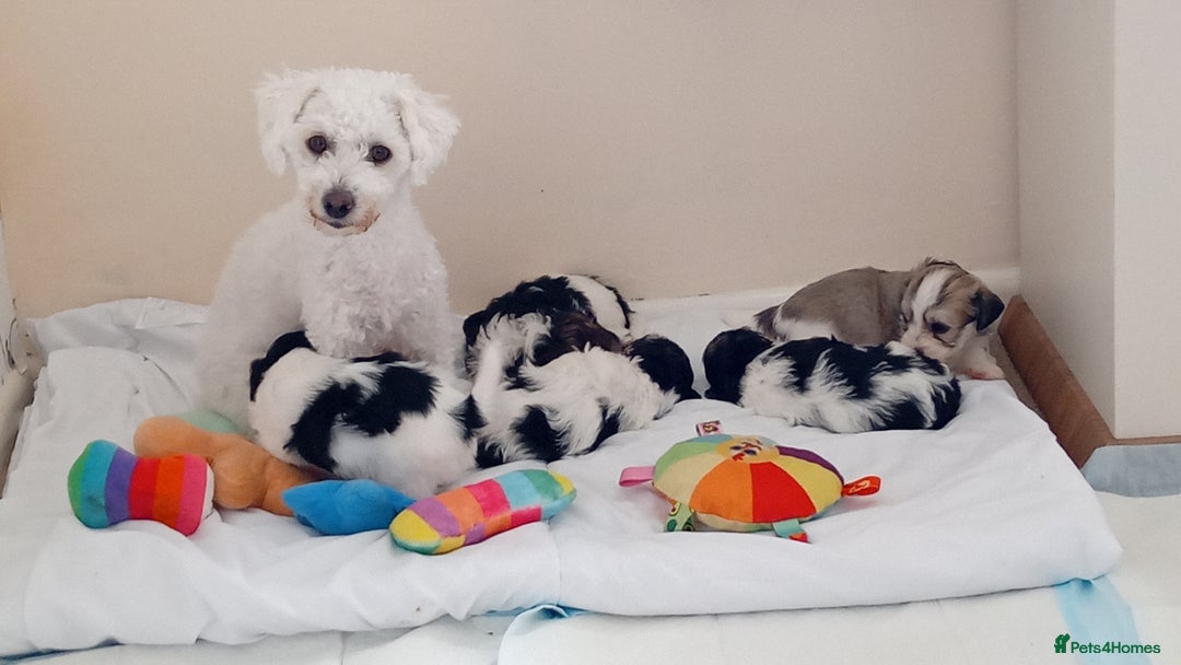 Mixed Breed dogs for sale: Adorable puppies  - Image 1