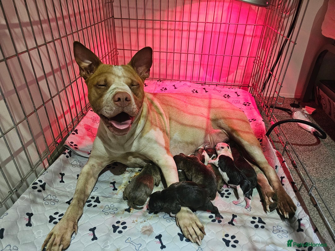 Staffordshire Bull Terrier dogs for sale: Beautiful Staffies looking for a good home - Image 11