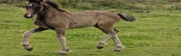 Welsh Section D horses for sale: Bred in purple all-rounder  - Advert 2