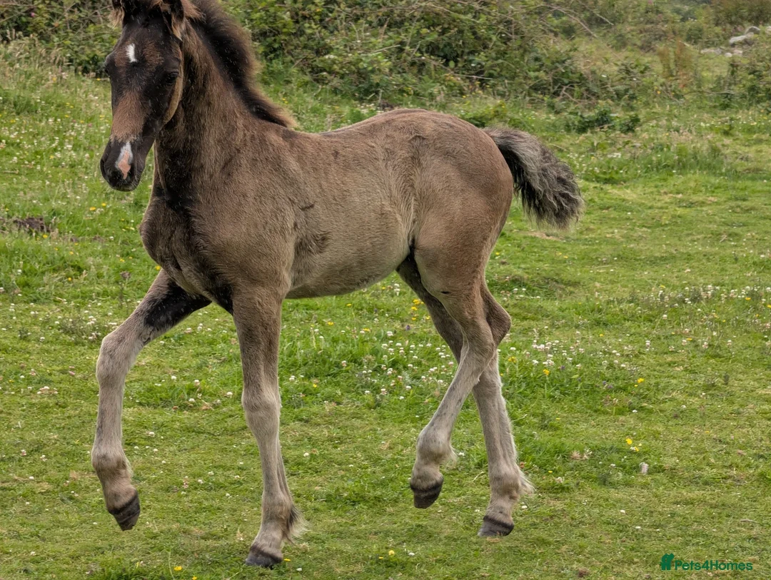 Welsh Section D horses for sale: Bred in purple all-rounder  - Advert 2