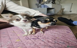 Chihuahua dogs for sale: 3 very beautiful puppy's  - Image 11