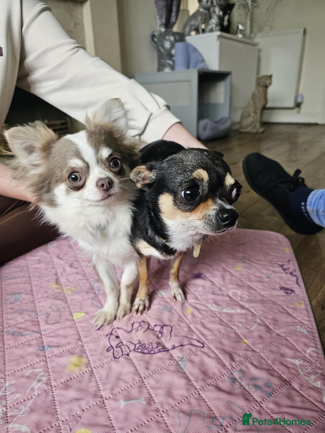 Chihuahua dogs for sale: 3 very beautiful puppy's  - Image 11