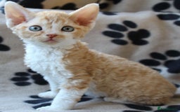 Devon Rex cats for sale: Beautiful Devon Rex Kittens - GCCF registered - Image 23