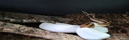 Python Snake reptiles for sale: CB20 Pied Royal Python (poss het OG) - Advert 2