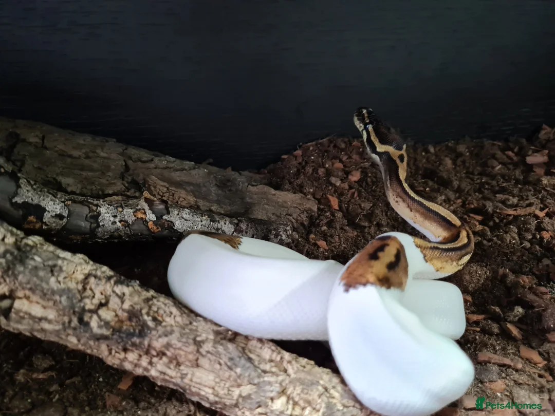 Python Snake reptiles for sale: CB20 Pied Royal Python (poss het OG) - Advert 2