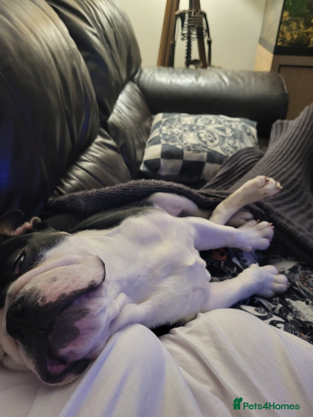 Olde English Bulldogge dogs for sale: Olde english bull dogge  - Advert 5