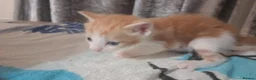 Mixed Breed cats for sale: Adorable Kittens looking for their Forever Home - Advert 8