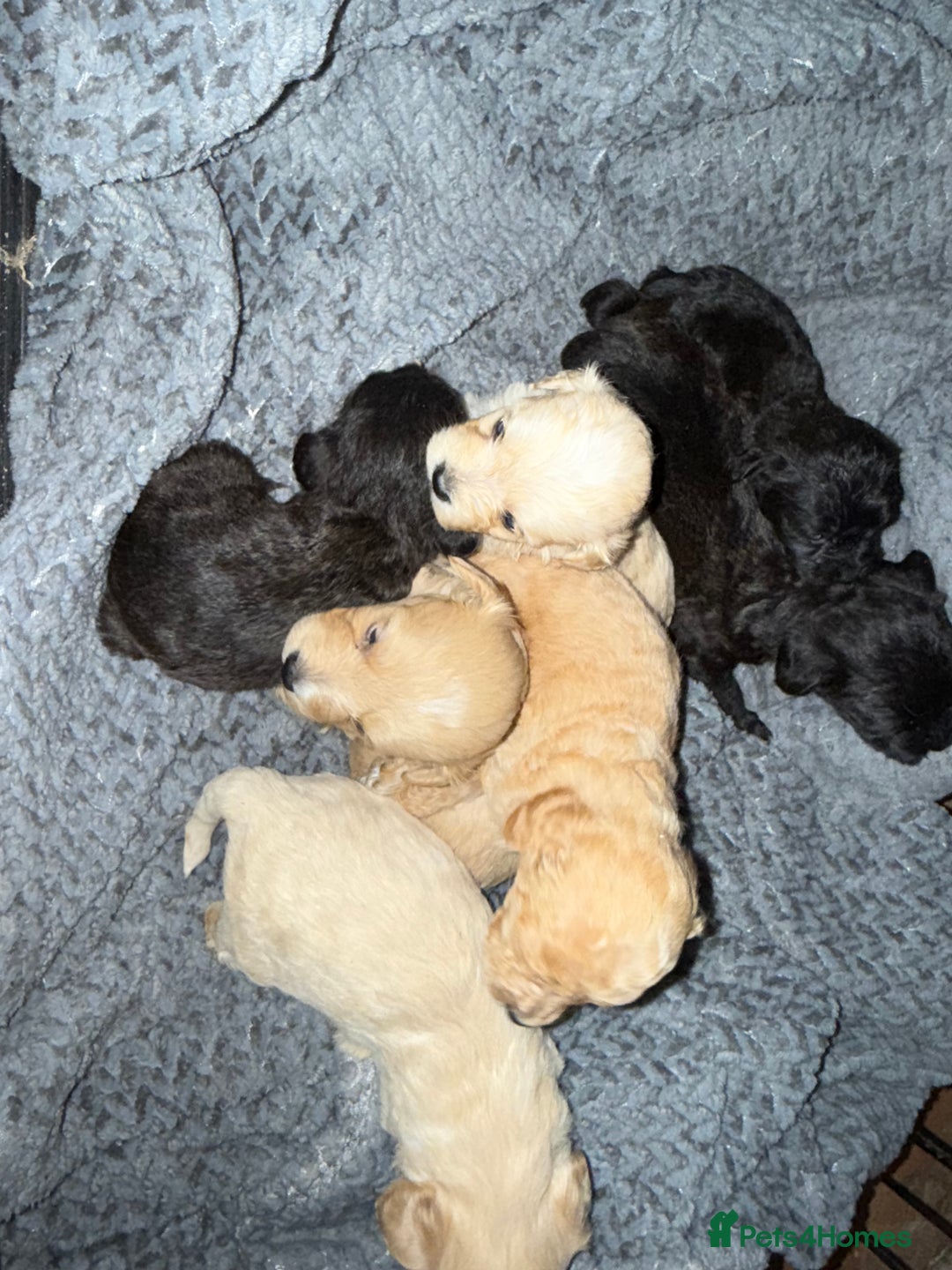 Maltipoo dogs for sale: Multipoo  - Image 19