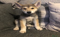 Mixed Breed dogs for sale: READY NOW! Beautiful Japanese Akita Puppies - Image 5