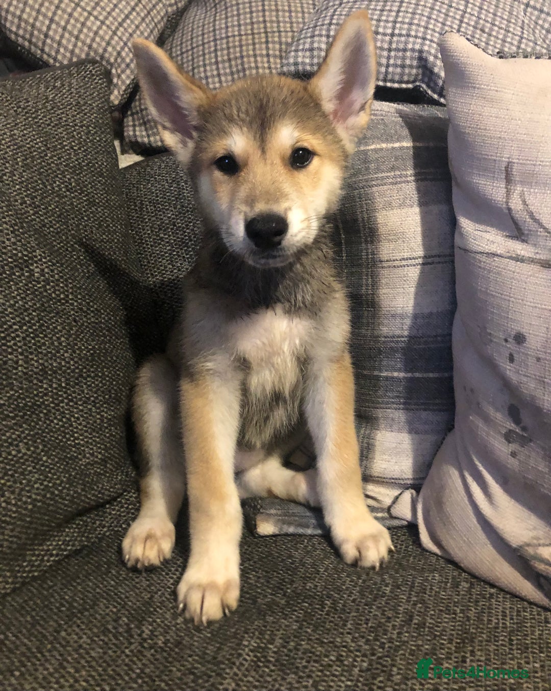 Mixed Breed dogs for sale: READY NOW! Beautiful Japanese Akita Puppies - Image 5