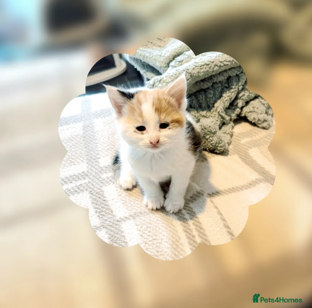 British Shorthair cats for sale: Kittens - Advert 2