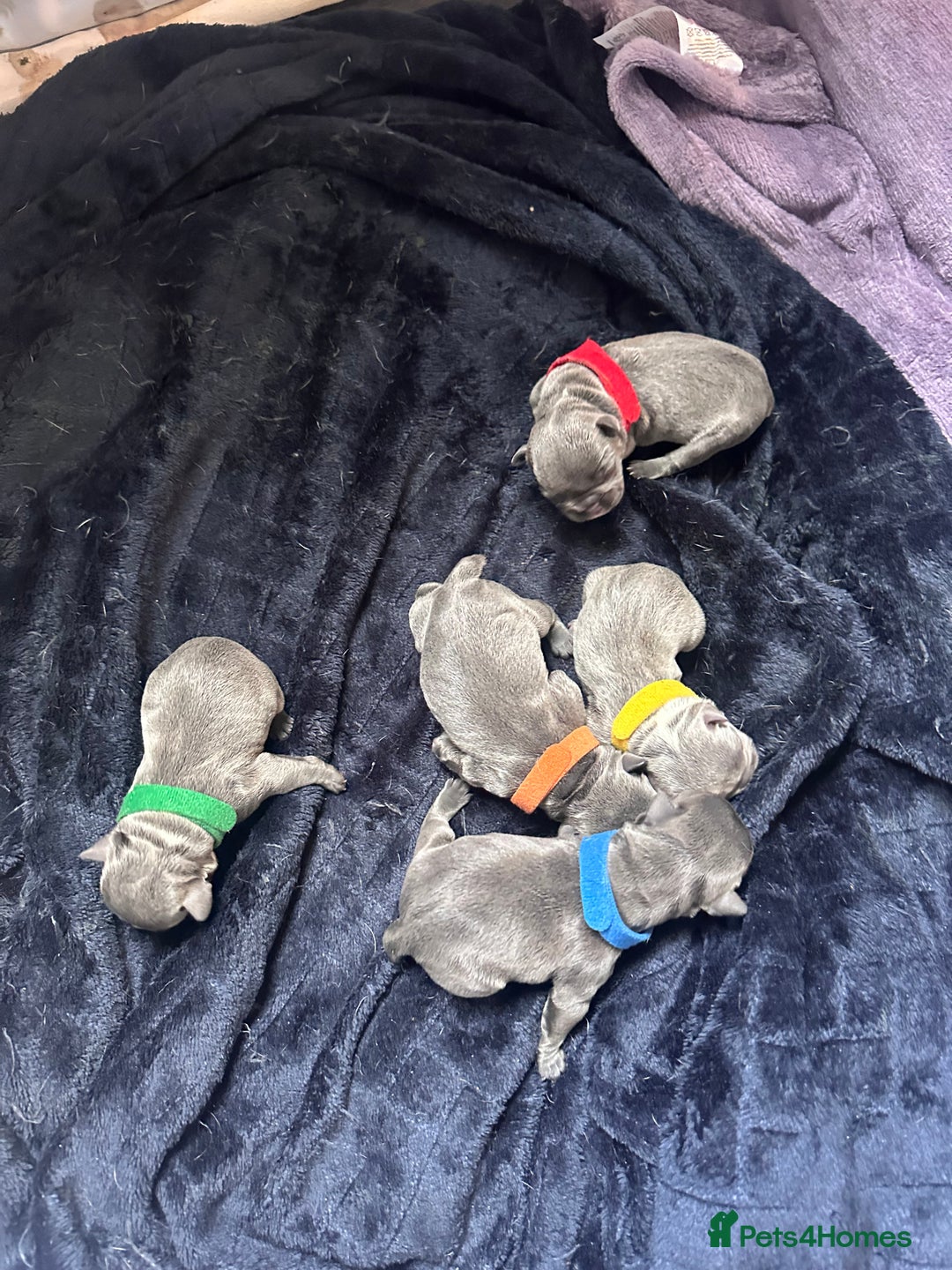 French Bulldog dogs for sale: French bulldog pups for sale  - Image 7