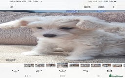 Chinese Crested dogs for sale: 5 beautiful Chinese crested puffs 3 girls 2 boys - Image 19