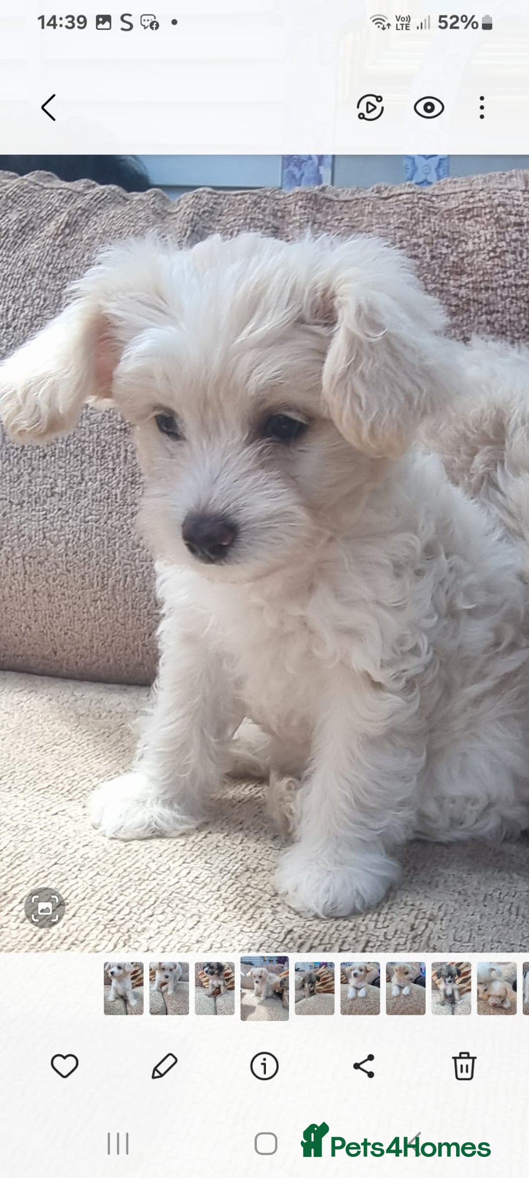Chinese Crested dogs for sale: 5 beautiful Chinese crested puffs 3 girls 2 boys - Image 19