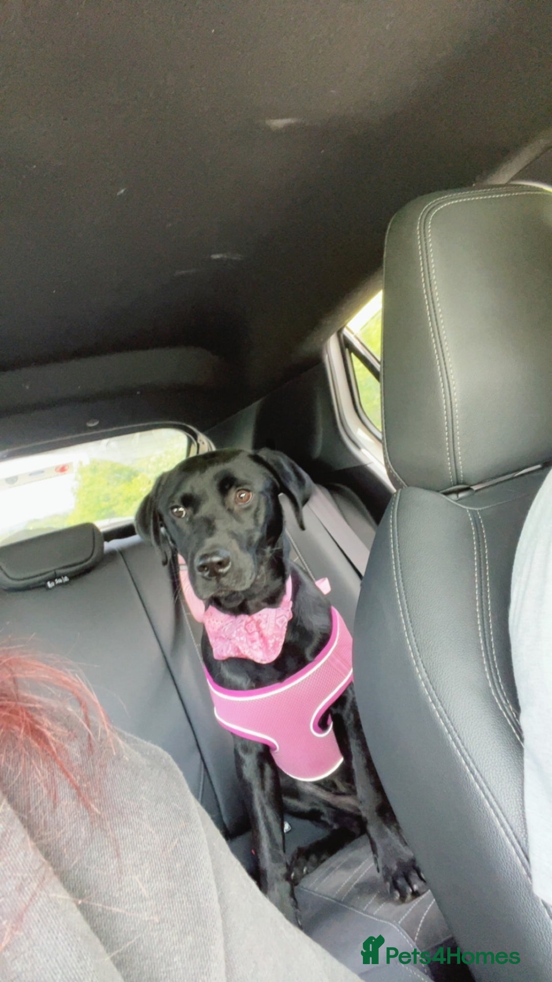 Labrador Retriever dogs for sale: Nessa  - Image 1