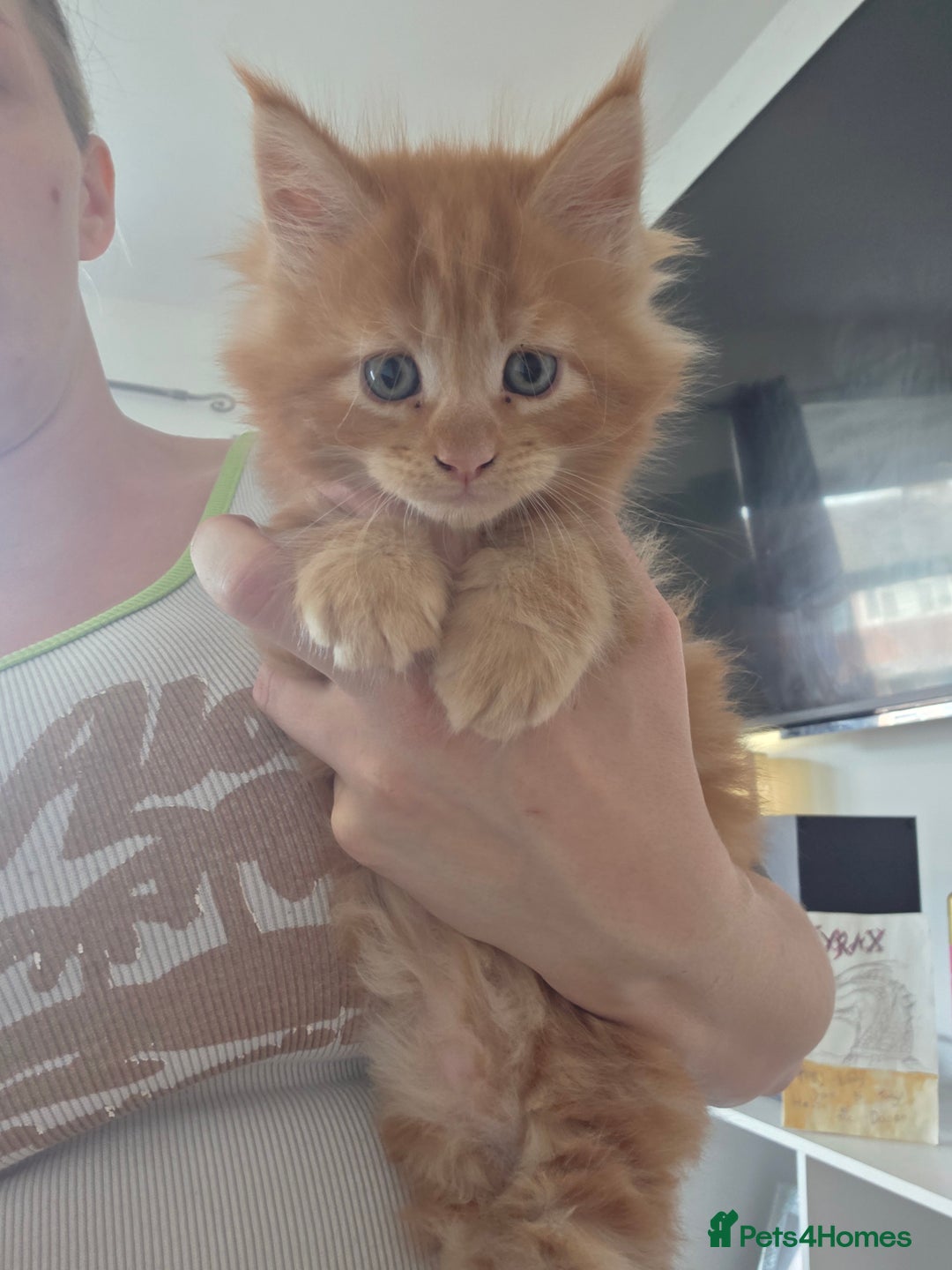 Maine Coon cats for sale: 5 chunky babys - Image 1