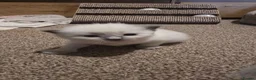 Ragdoll cats for sale: Affectionate Ragdoll Kittens Health-Tested Line - Advert 18