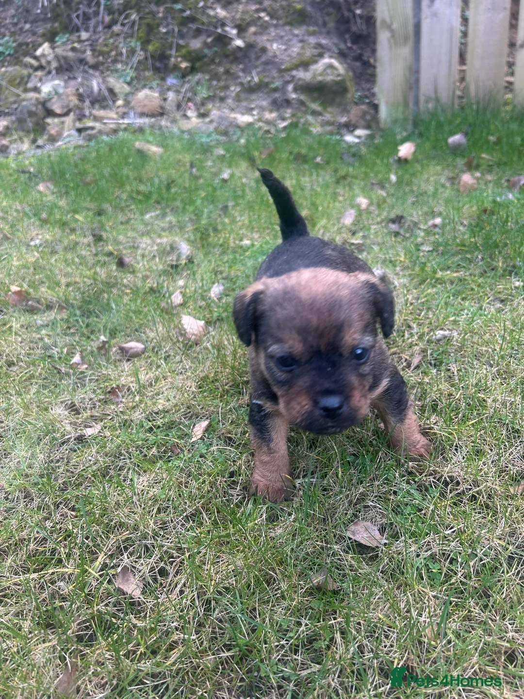 Patterdale Terrier dogs for sale: Stunning Patterdale pups  - Advert 15