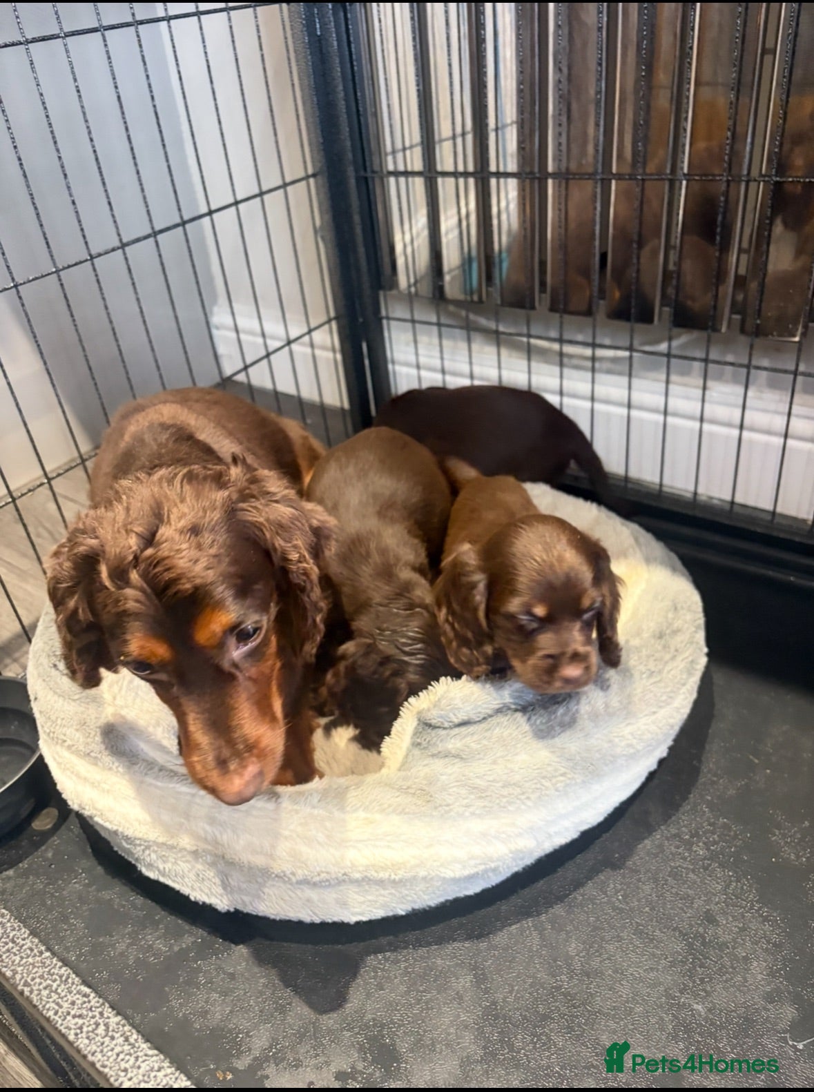 Cocker Spaniel dogs Cocker spaniel puppies  - Advert 16