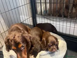 Cocker Spaniel dogs Cocker spaniel puppies - Advert 1