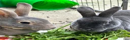 Rex rabbits for sale: 2 standard Rexes a bonded must go together  - Advert 6
