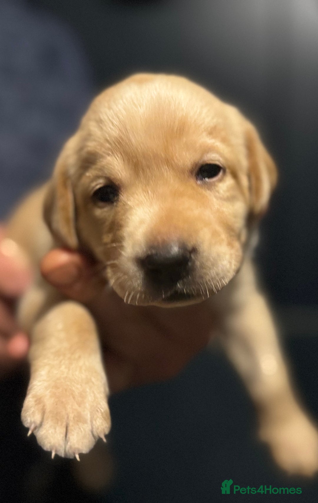 Labrador Retriever dogs for sale: KC Lab puppies - Image 8